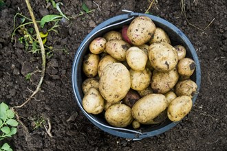 Bucket of potatoes in dirt