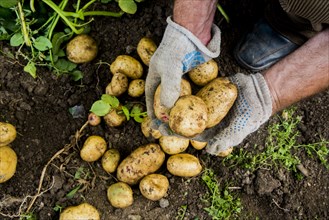 Hands of gardener holding potatoes in dirt