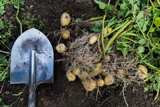Potatoes and shovel in garden dirt