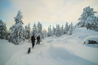Caucasian men hiking in snowy forest with dog