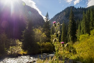 Flowers near mountain stream