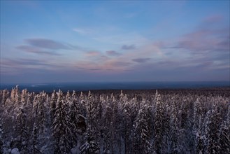 Forest in winter