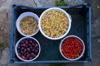 Bowls of berries in basket