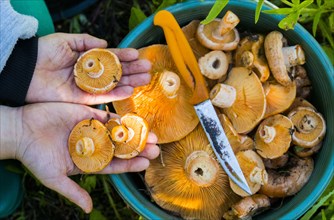 Hands showing buckets of mushrooms