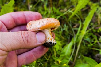 Hand holding fresh mushroom