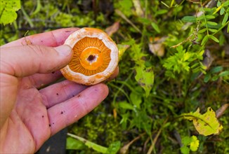 Hand holding fresh mushroom