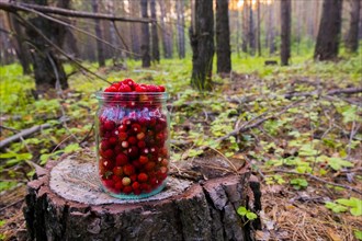 Jar of red strawberries on tree stump in forest