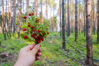 Hand holding bouquet of strawberries in forest