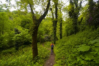 Caucasian man hiking on path in forest