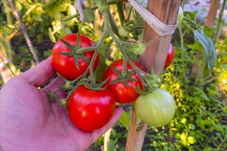 Hand holding tomatoes on vine