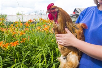 Close up of woman holding rooster on farm