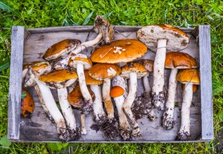 Fresh picked mushrooms on wooden tray