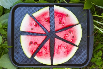 Watermelon slices on plastic tray