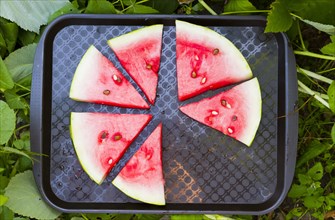 Watermelon slices on plastic tray