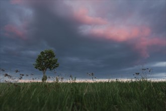Tree in the grass under dramatic sky