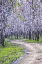 Dirt path under flowering trees