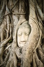 Tree roots surrounding face of Buddha statue