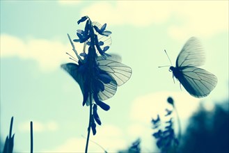 Butterflies landing on flower