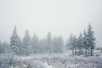 Trees in snowy landscape