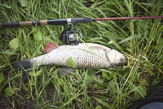 Close up of fish and fishing pole on grass