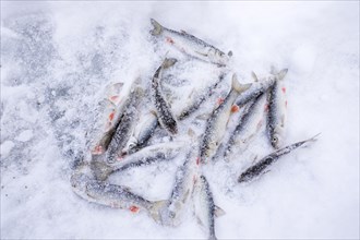 High angle view of fresh fish on snow