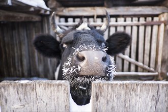 Close up of cow with frozen whiskers peering over fence