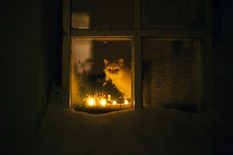 Cat peering out window by candle light at night