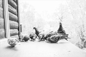 Pigeons grazing on porch