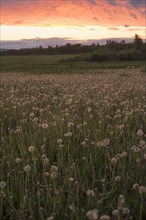Tall weeds growing in rural field