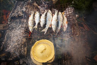 Fish grilling over campfire with dutch oven