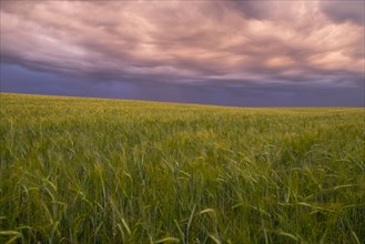 Storm clouds over field of tall grass