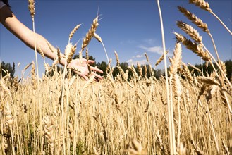 Arm of Caucasian woman behind tall wheat grass