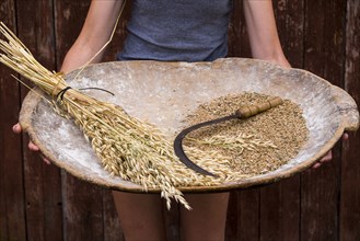 Caucasian woman holding tray with wheat and sickle
