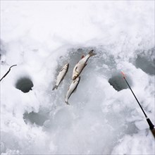 Fish laying on ice next to fishing rod