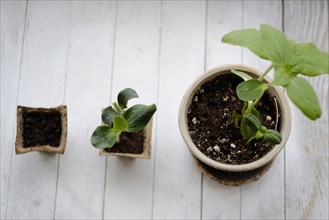 Three potted plants in order of growth