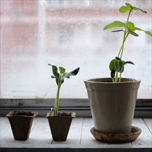 Three potted plants in order of growth on windowsill