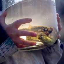 Hands of Caucasian boy holding jar of fish