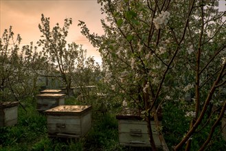 Bee hives near flowering trees