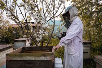 Beekeeper and bee hives