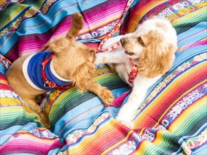 Puppies playing on multicolor blanket