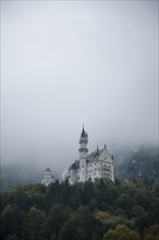 Fog over castle and trees