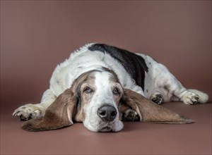 Portrait of dog laying on floor