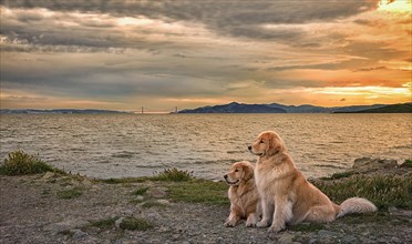 Dogs relaxing on beach at sunset