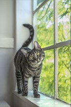 Portrait of cat standing at window