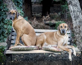 Portrait of dogs on park bench