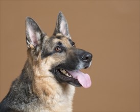 Portrait of alert dog