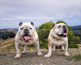 Portrait of dogs standing on hill