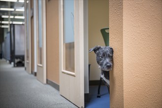 Dog peeking from office doorway