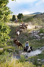 Caucasian cowboys and cowgirl herding horses across creek