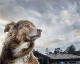 Wind blowing fur of dog near house